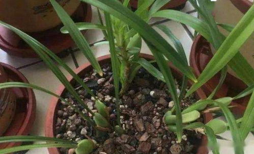 白兰花烂根，土壤排水不畅