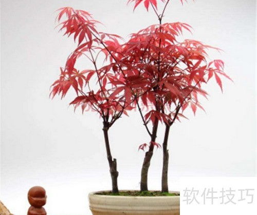 红枫怎么养？温度是多少