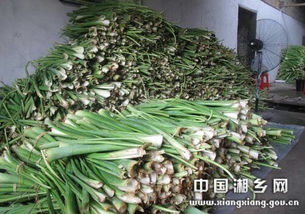 龙血树茎腐烂，如何挽救这株千年古树