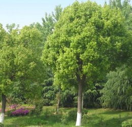 樟树移栽，新根成长之谜