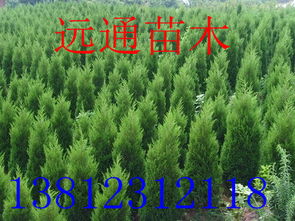 聊城有卖蜀桧吗？