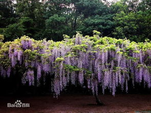 5. 紫藤：喜光耐热，耐寒耐旱