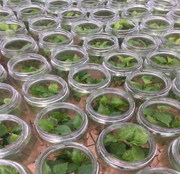 营养杯苗的报价