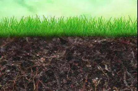 种苗退化怎么办？广西农科院的解决方案