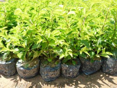 杭州张姨用此法治愈