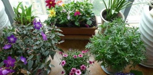 风铃草盆栽养殖，打造室内绿植新宠