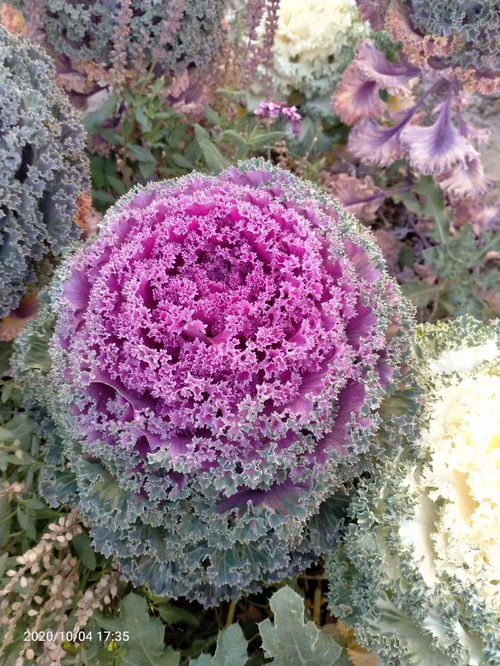 北方冬天的花儿