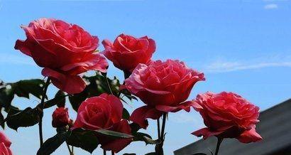 月季过冬，修剪与保护大揭秘！