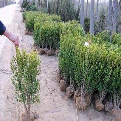 扦插繁殖， 苗床准备要细致