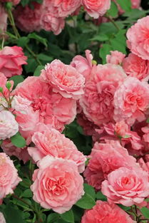 皮埃尔欧格夫人月季的花期长不长？