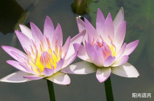 蓝莲花象征坚韧，你听懂了吗