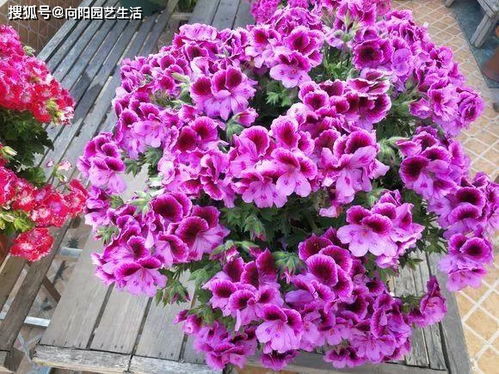 极端天气应对，锦晃星的韧性