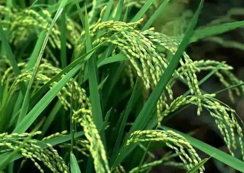 挑种类，叶菜和荚果要小心