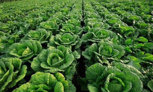 白菜种植时间是什么时候？如何科学种植才能丰收