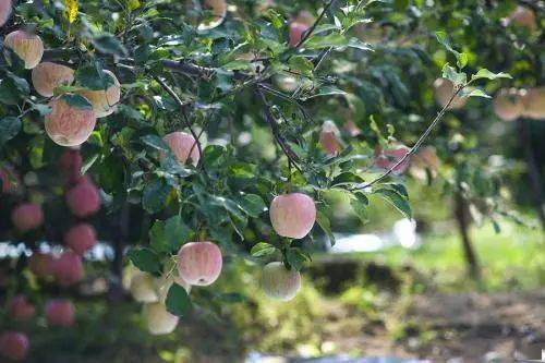 第一个坑：大苗的诱惑