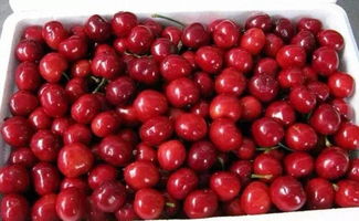 未来价格， 提前知晓