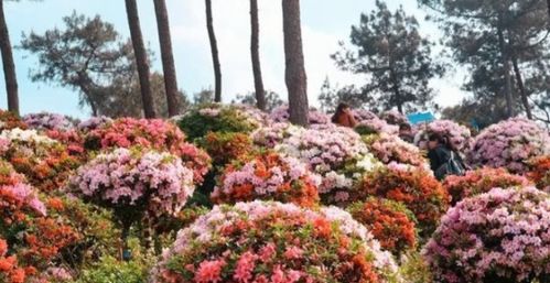 杜鹃花家庭养殖技巧有哪些，如何打造色彩斑斓的花园