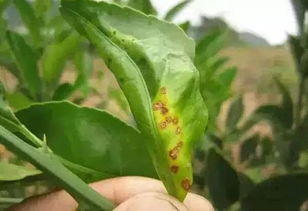 潜叶蛾的特性和防治难点