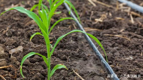 水肥控制黄金比例