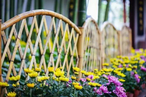 一年四季开的花都有哪些？不同季节赏花攻略