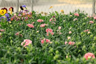 五月份种植草花的快乐时光