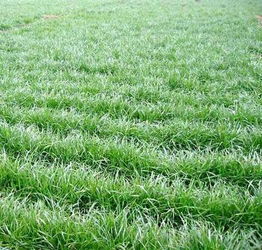 冬牧70黑麦：抗寒又耐刈割