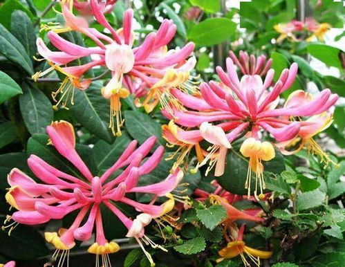 沙拉花园， 花香满园