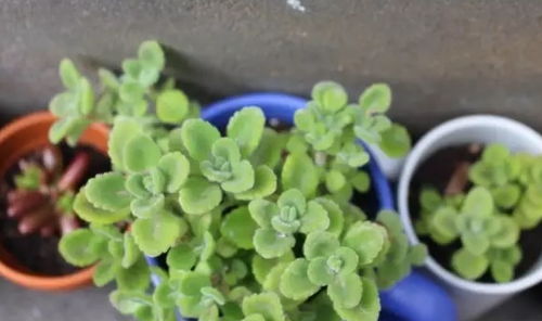 碰碰香花泡水喝，那些不为人知的好处