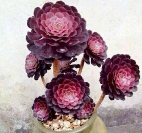 冰锥打孔法种植紫罗兰