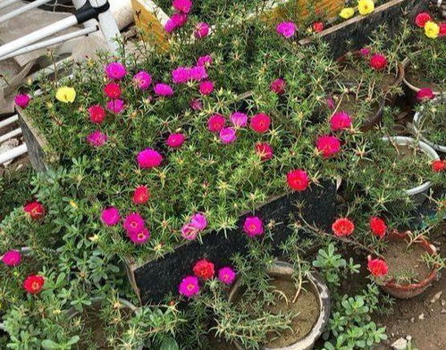 秋季播种花卉，成活率低怎么办？我来告诉你小窍门！