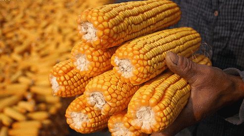 高赖氨酸玉米与普通玉米，畜禽饲料性价比哪家强？