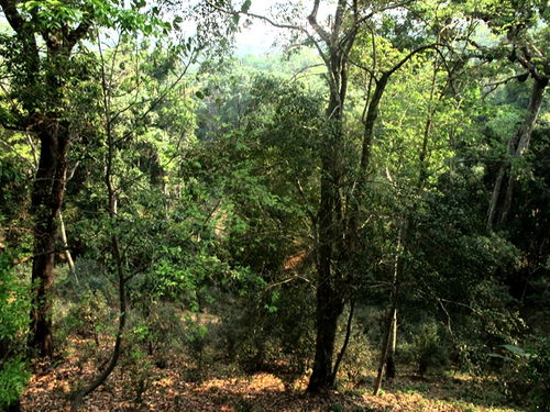 古树茶油价格揭秘：一公斤多少钱？茶油林行情速览