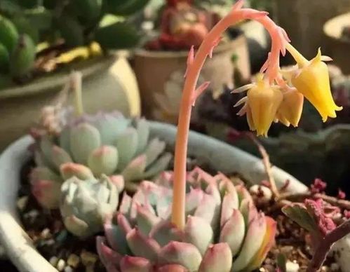 反面教材：玛格丽特的养护