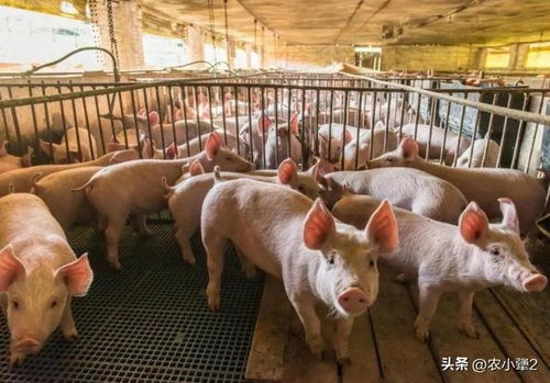 羊可以长期吃专为猪设计的饲料吗？营养需求是否匹配？