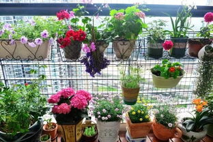 室内摆放， 这些花卉Zui合适