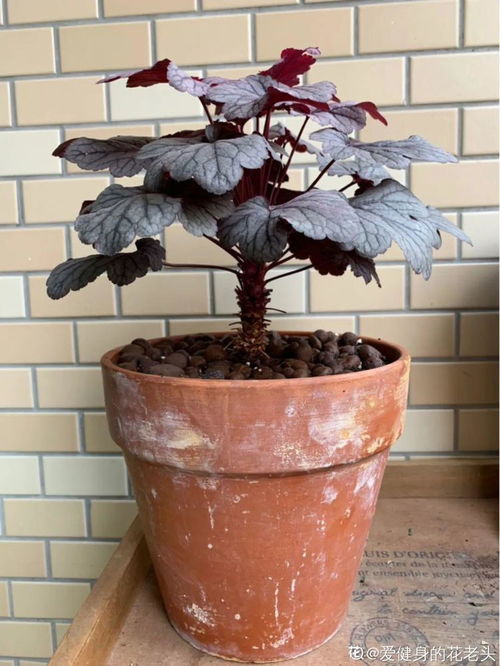 红掌开花后的命运：真的不嫩养了吗？