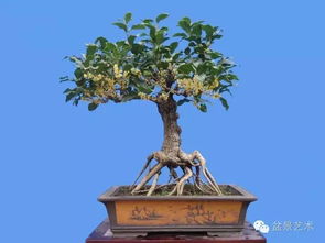 种植方法， 多样选择