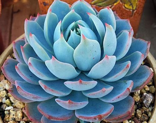 老庄多肉的土壤攻略