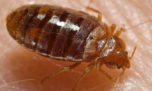 虱螨脲：多功Neng的害虫杀手