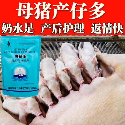 母猪分娩舍保健，猪场必备措施