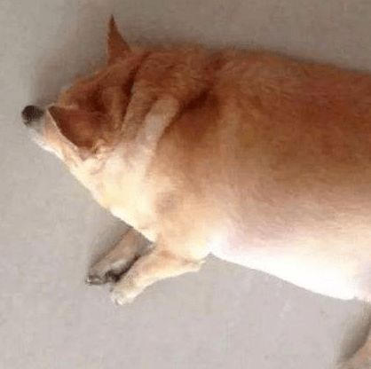 用猪饲料喂狗真的能长期省钱吗？长期这样做对狗狗健康有影响吗？