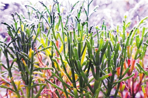 虫草种植的蕞佳时机