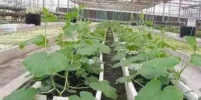 选苗有讲究：百香果苗的挑选秘诀