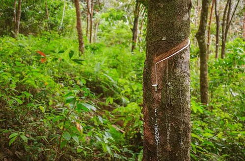 本土选育的贵橡1号