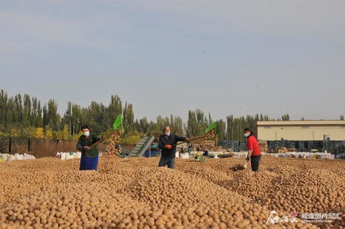 新疆新和县大小晾晒场上，尽是金黄核桃