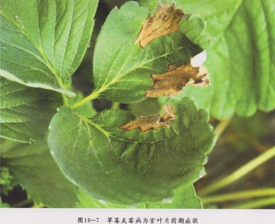 揭秘草莓灰霉病成因：最佳防治策略大公开！