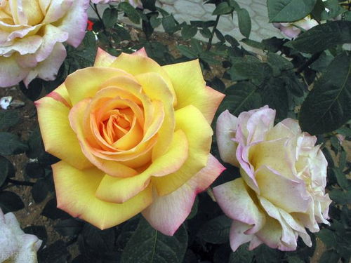 1、 超小苗wan全不让开花