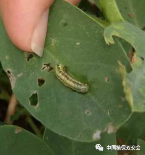 玫瑰花虫和花生虫， 区别对待