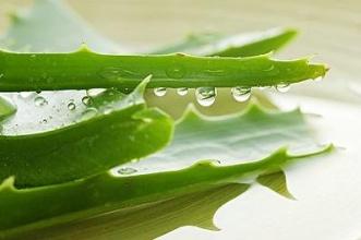 揭秘芦荟种子的真面目，探究芦荟种子的外形