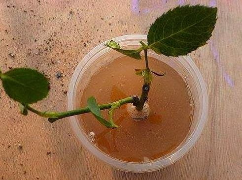 泡完直接埋土里